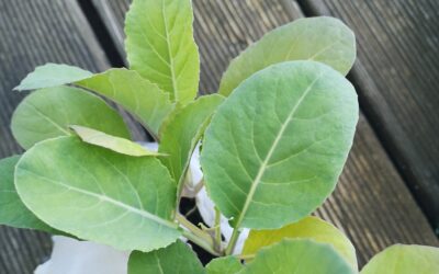 Samooskrbni zelenjavno – zeliščni paketi Majnika