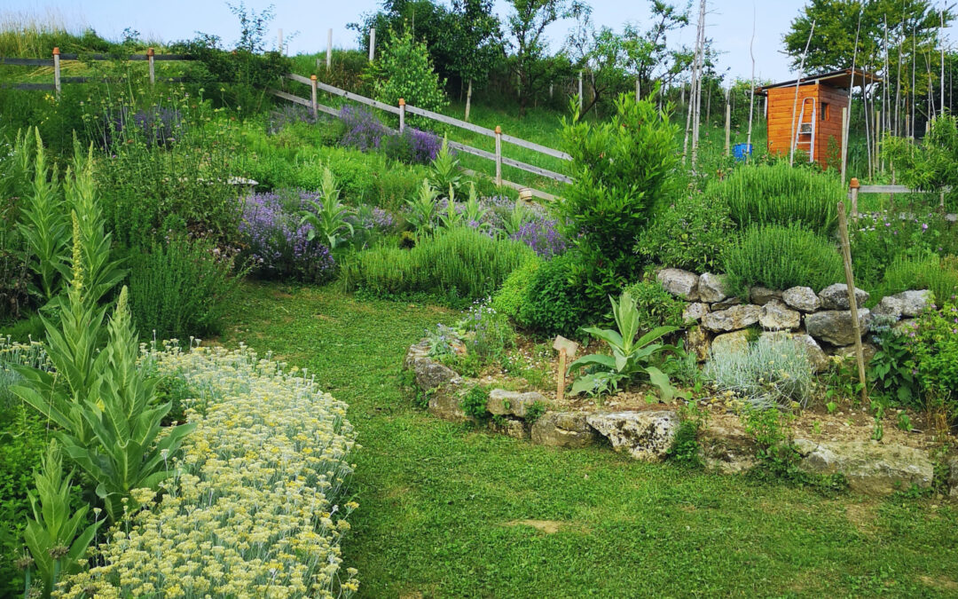 Zasnove in zasaditve zeliščnega vrta – delavnica iz štirih sklopov